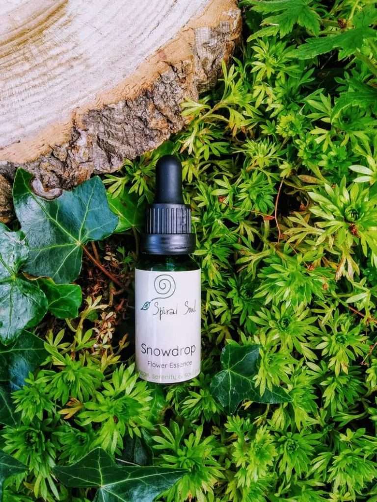 Snowdrop flower essence