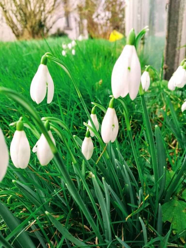 Snowdrop flowers