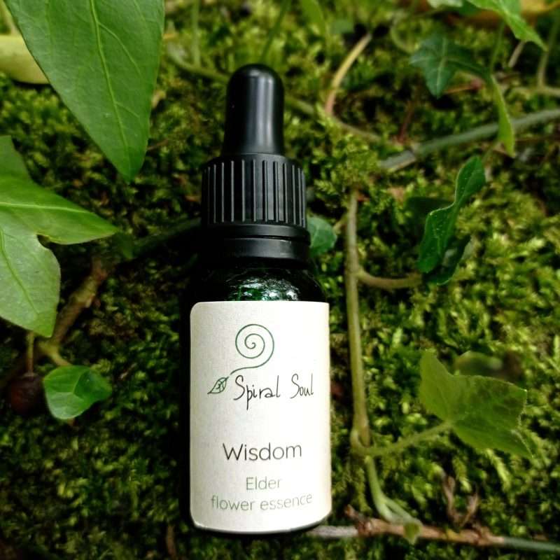 Wisdom: Elder Flower Essence in the woods