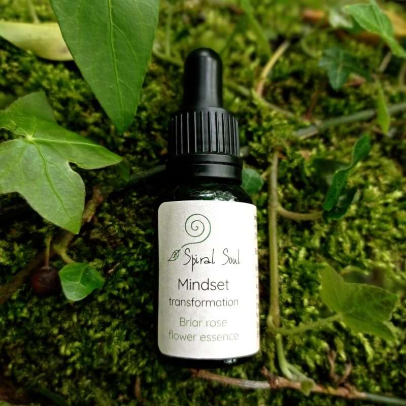 Briar Rose Flower Essence Mindset Transformation photo